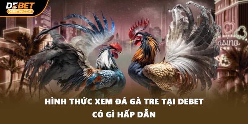 Hình thức xem đá gà tre tại DEBET có gì hấp dẫn