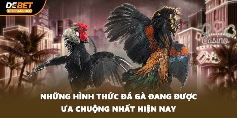 Những hình thức đá gà đang được ưa chuộng nhất hiện nay